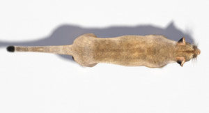 Lioness 3D Model with Fur Top View Thumbnail