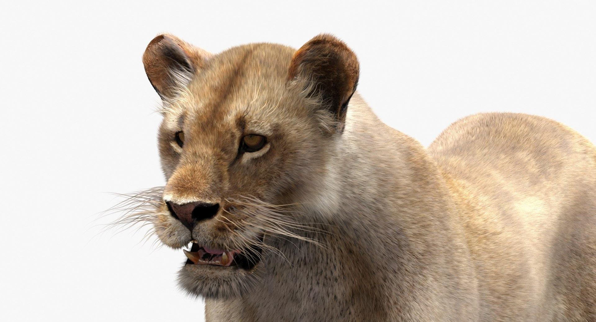 Lioness 3D Model with Fur — VFX-Ready