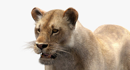 Lioness Fur 3D Model