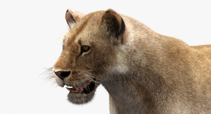 Realistic Lioness 3D Model with Fur Thumbnail
