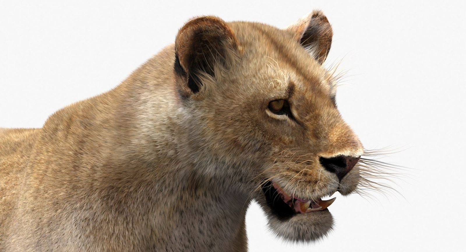 Realistic Lioness 3D Model with Fur