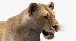 Realistic Lioness 3D Model with Fur Thumbnail