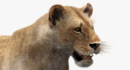 Lioness Fur 3D Model