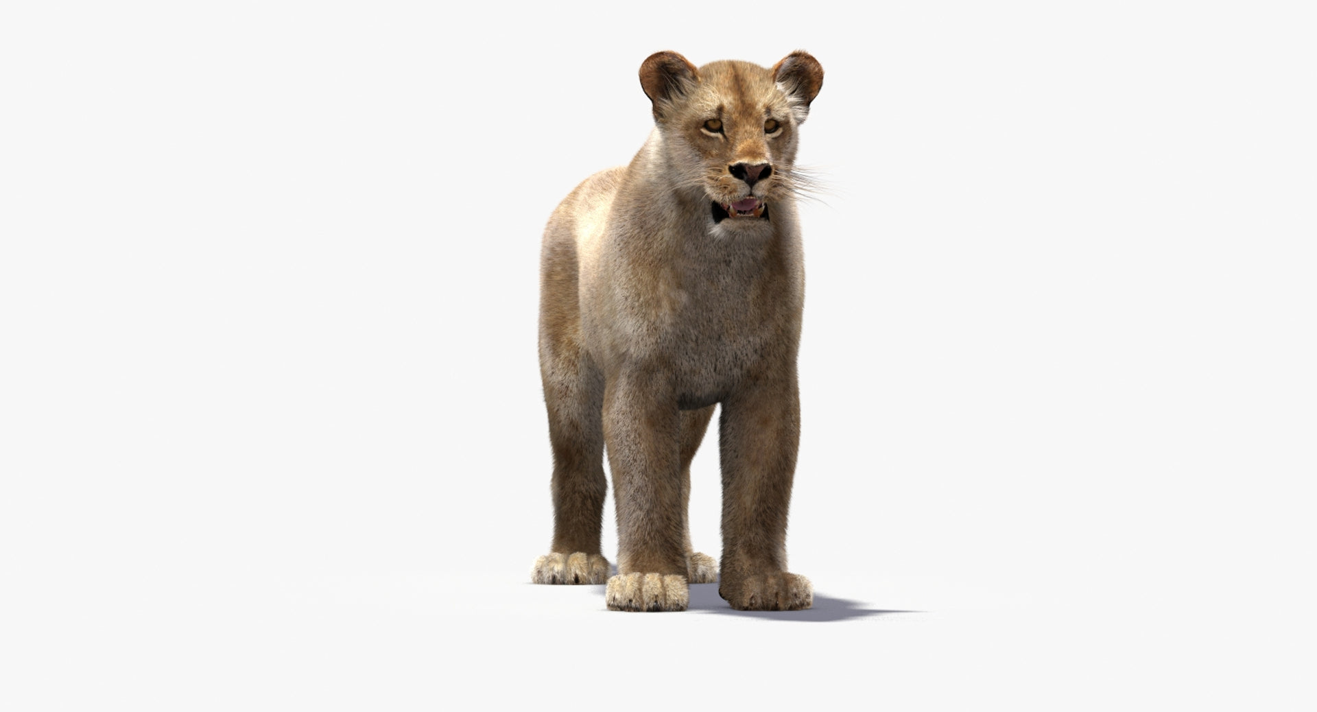 Lioness Fur 3D Model - 360 Degree View