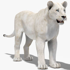 Lioness White 3D Model Thumbnail