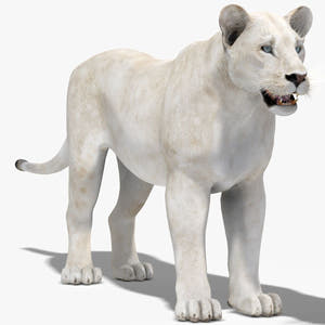 Lioness White 3D Model Thumbnail