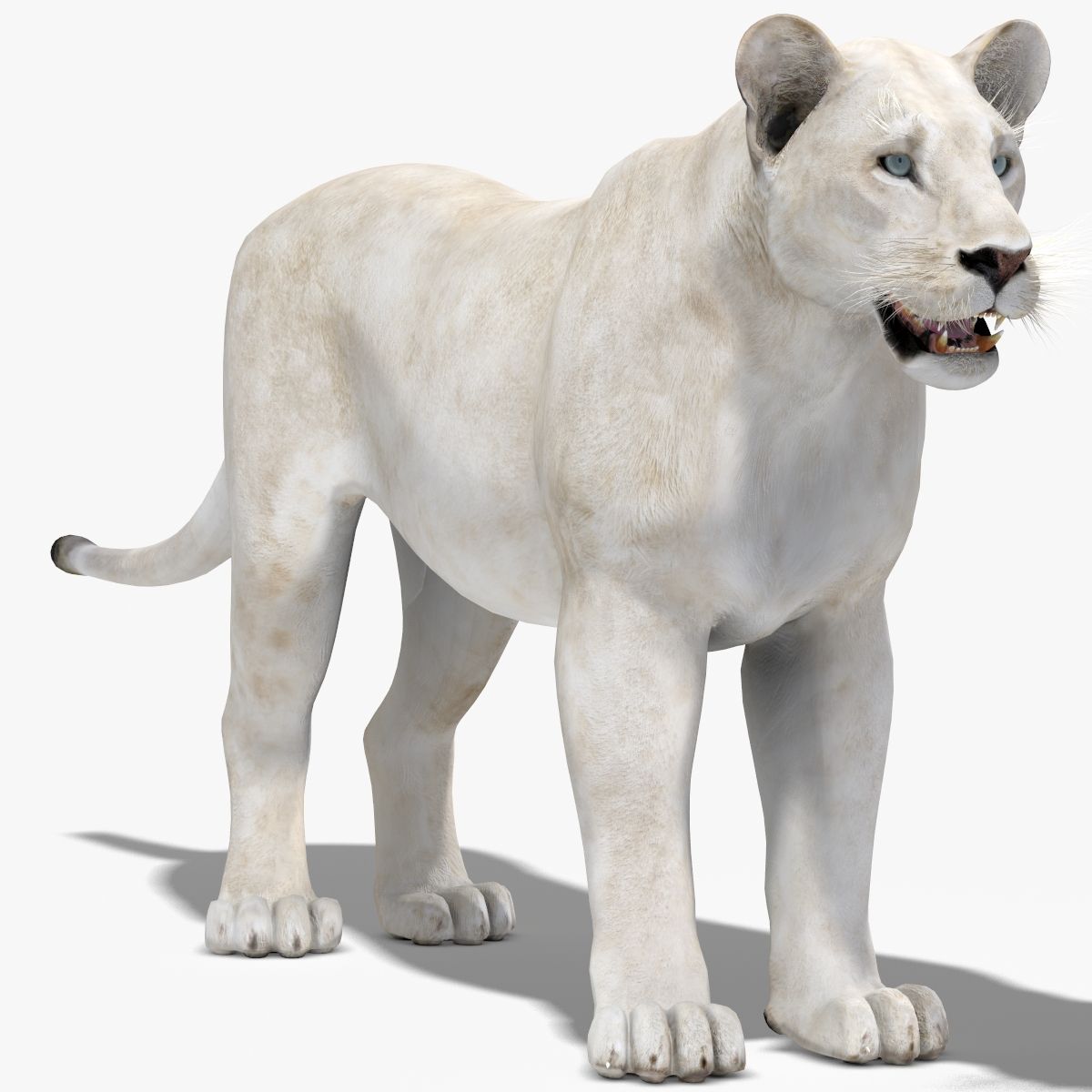 Lioness White 3D Model