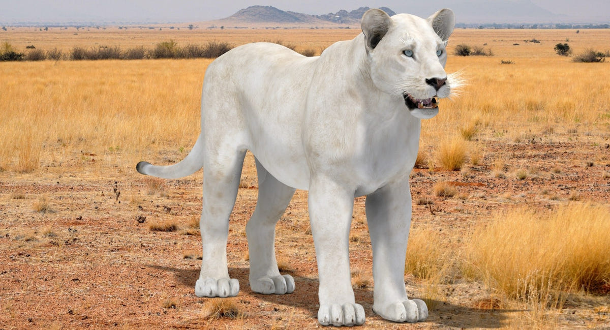 White Lioness 3D Model for Download