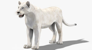 White Lioness 3D Model for Download Thumbnail