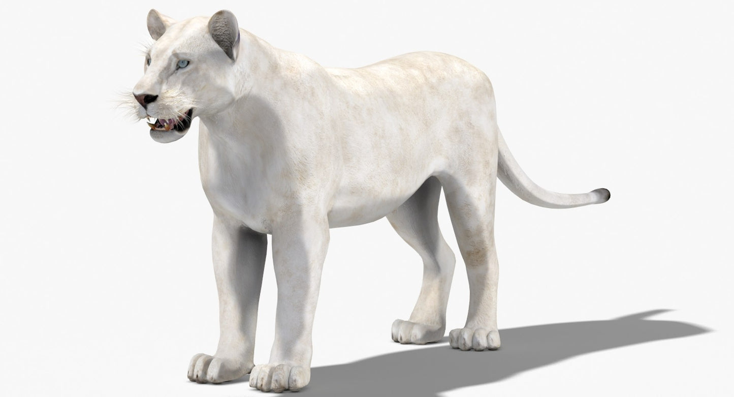 Lioness White 3D Model