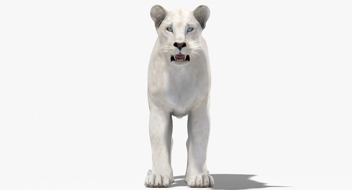 White Lioness 3D Model for Download