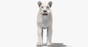 White Lioness 3D Model for Download Thumbnail