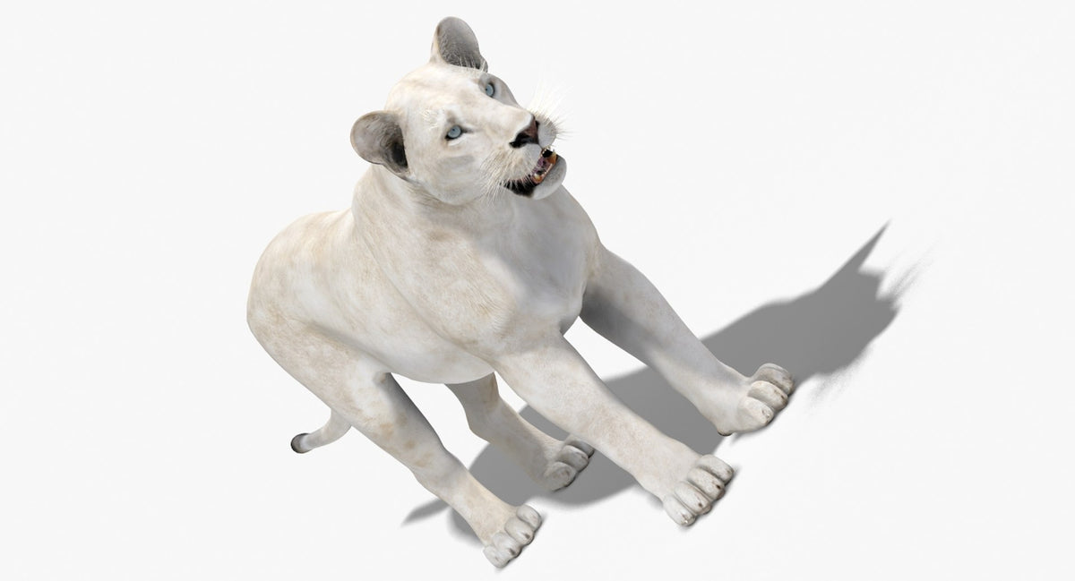 Realistic White Lioness 3D Model for Download