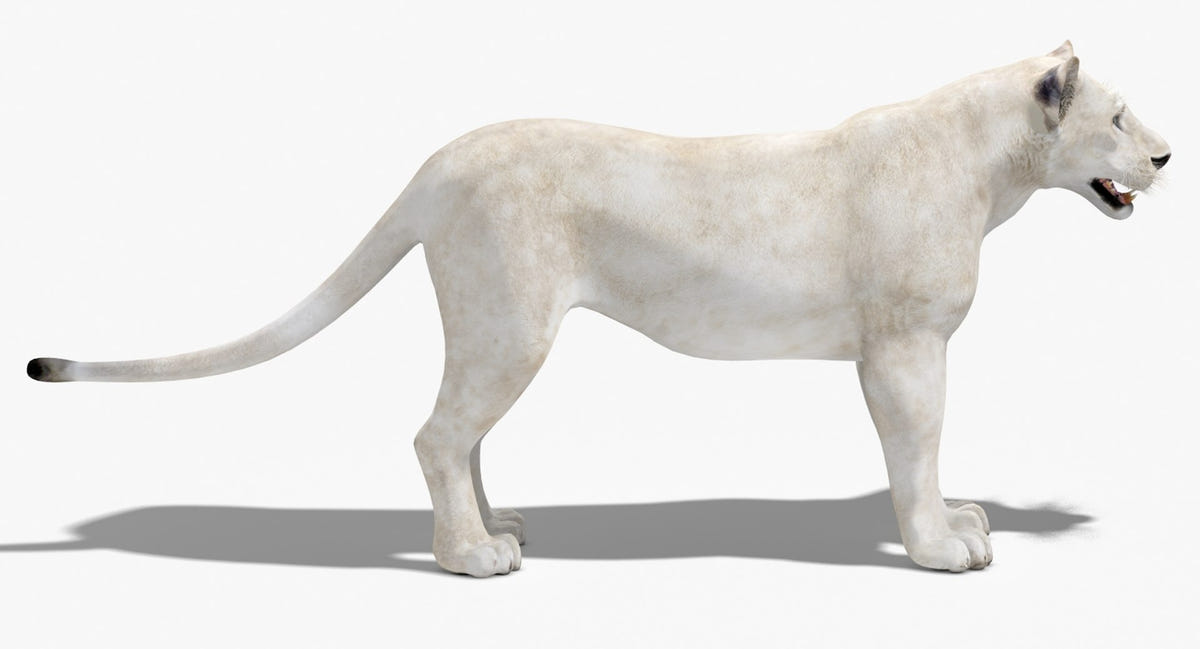 Realistic White Lioness 3D Model for Download