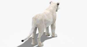 Realistic White Lioness 3D Model for Download Thumbnail