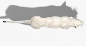 Realistic White Lioness 3D Model Top View Thumbnail