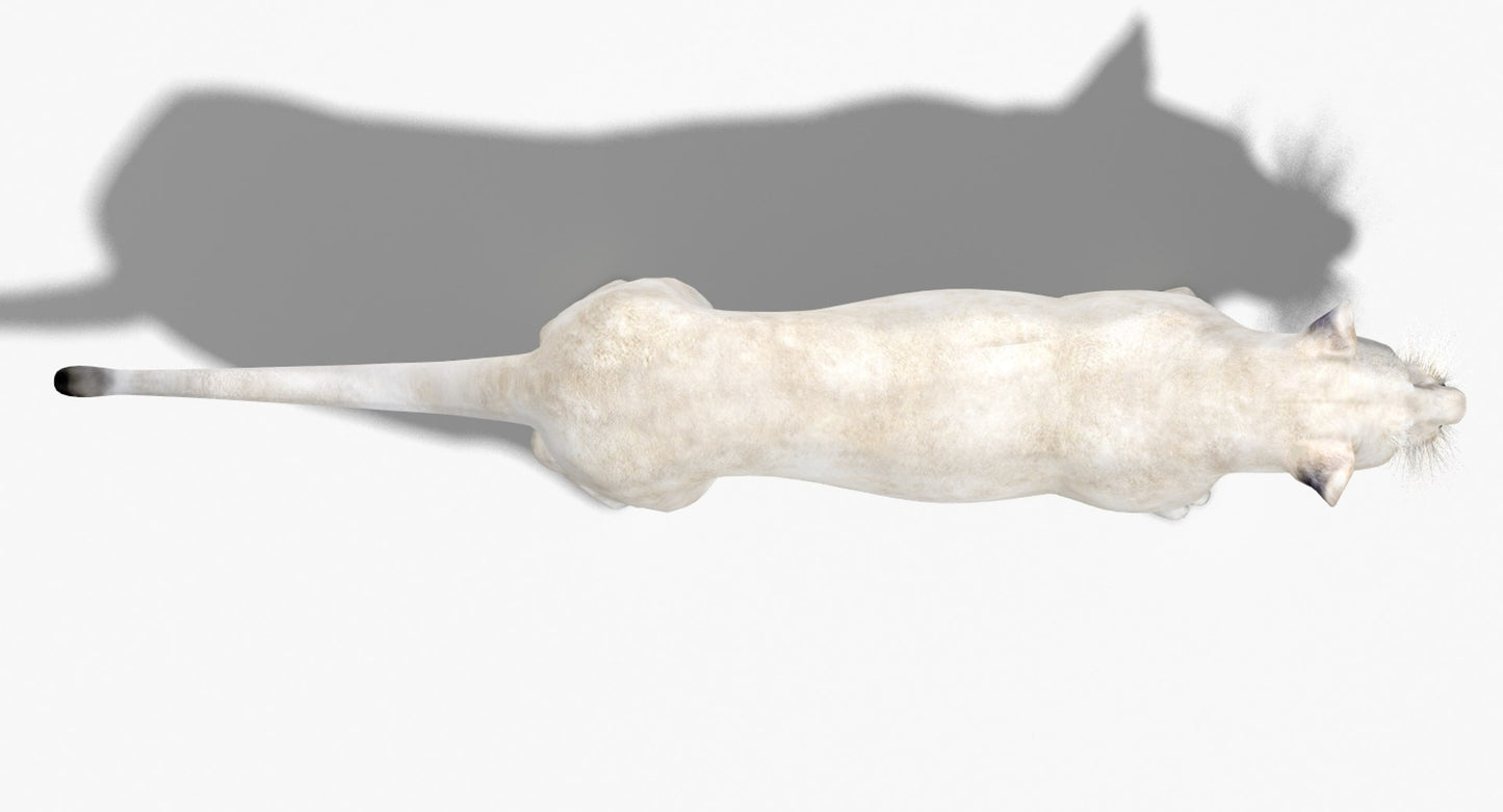 Lioness White 3D Model