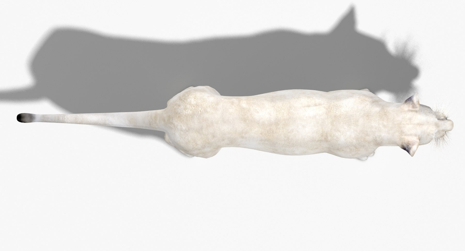 Realistic White Lioness 3D Model Top View