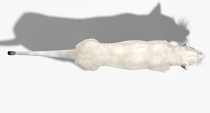 Realistic White Lioness 3D Model Top View Thumbnail