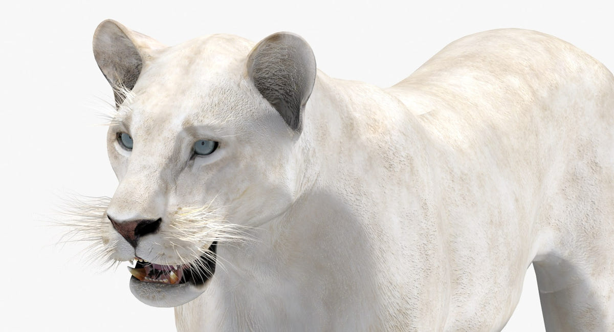 Realistic White Lioness 3D Model for Download
