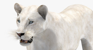 Realistic White Lioness 3D Model for Download Thumbnail