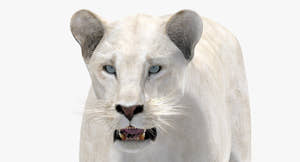 Realistic White Lioness 3D Model with Blue Eyes for Download Thumbnail