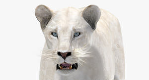 Realistic White Lioness 3D Model with Blue Eyes for Download Thumbnail