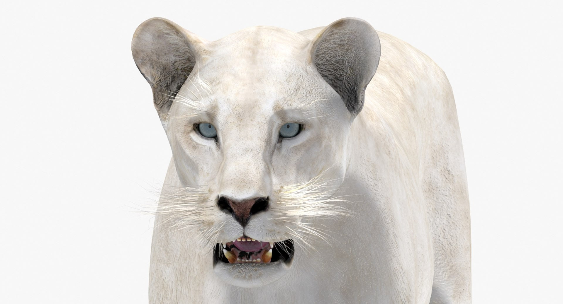 Realistic White Lioness 3D Model with Blue Eyes for Download