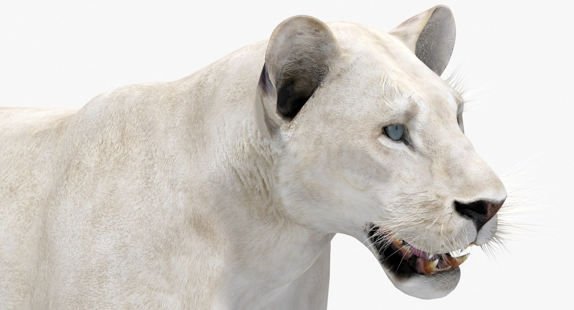 Realistic White Lioness 3D Model with Blue Eyes for Download