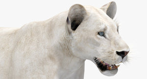 Realistic White Lioness 3D Model with Blue Eyes for Download Thumbnail