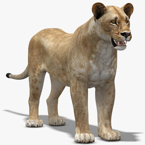 Lioness 3D Model Low Poly Thumbnail
