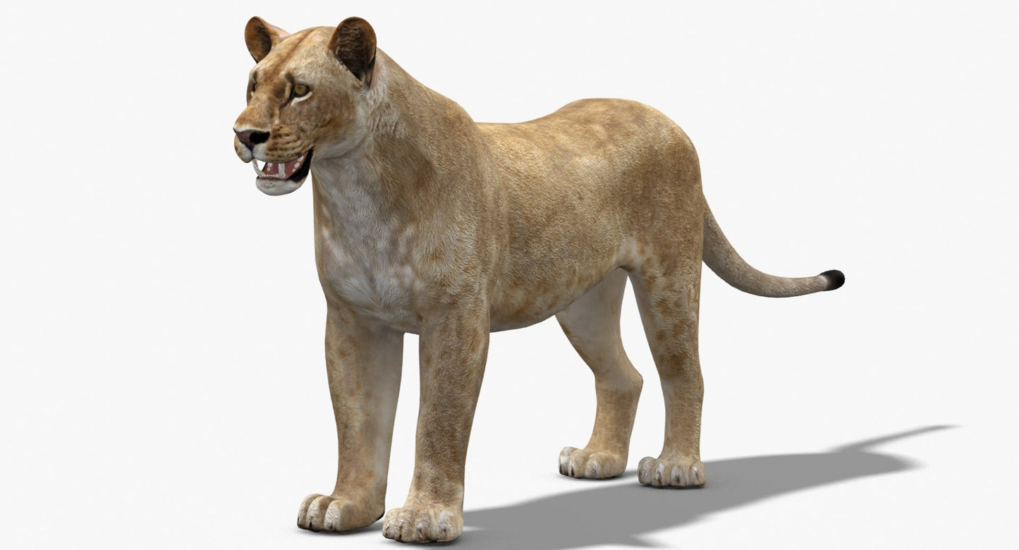 Lioness 3D Model Low Poly