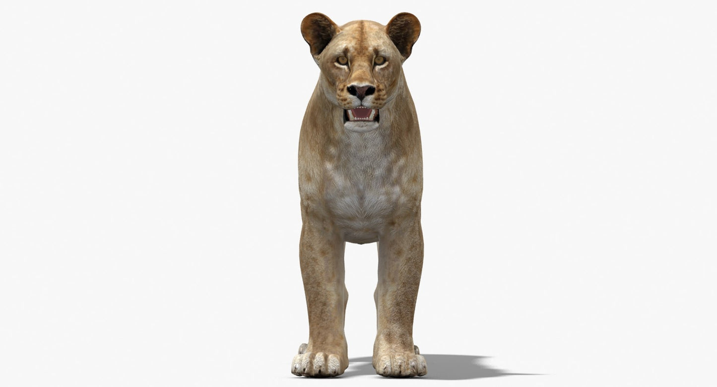 Lioness 3D Model Low Poly