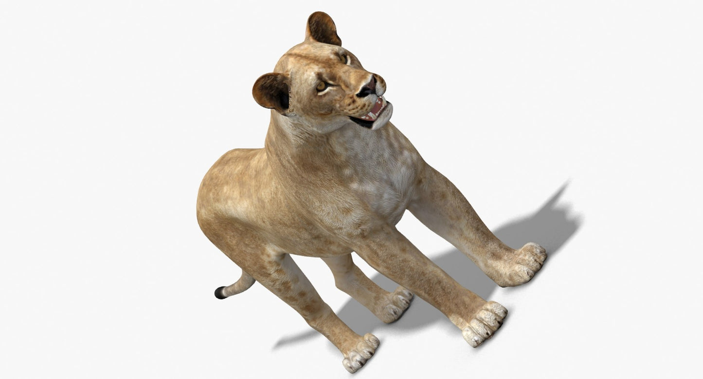 Lioness 3D Model Low Poly