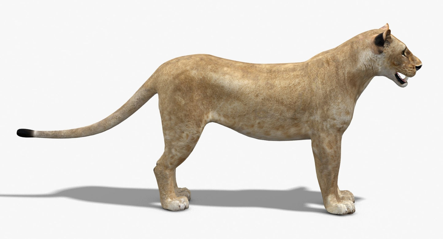 Lioness 3D Model Low Poly