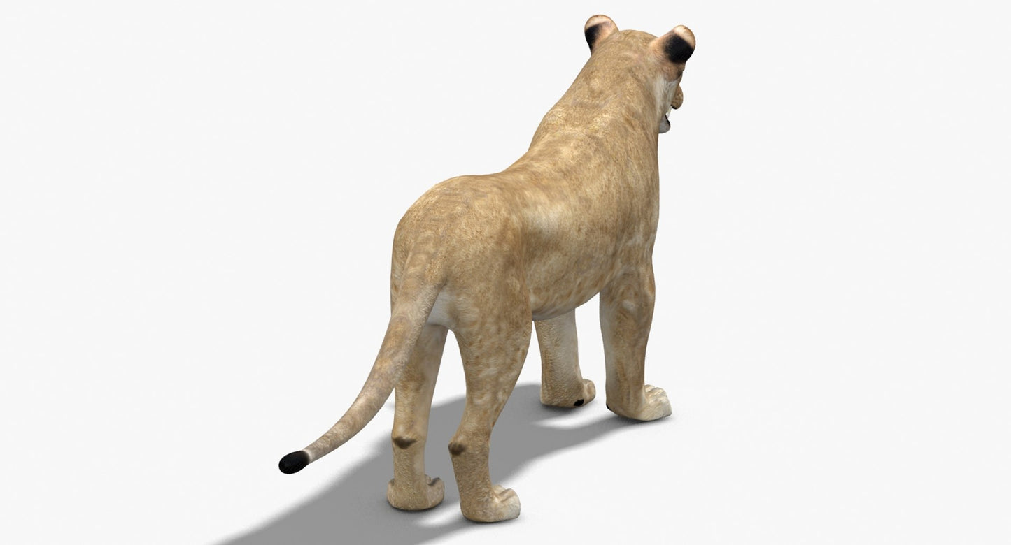Lioness 3D Model Low Poly