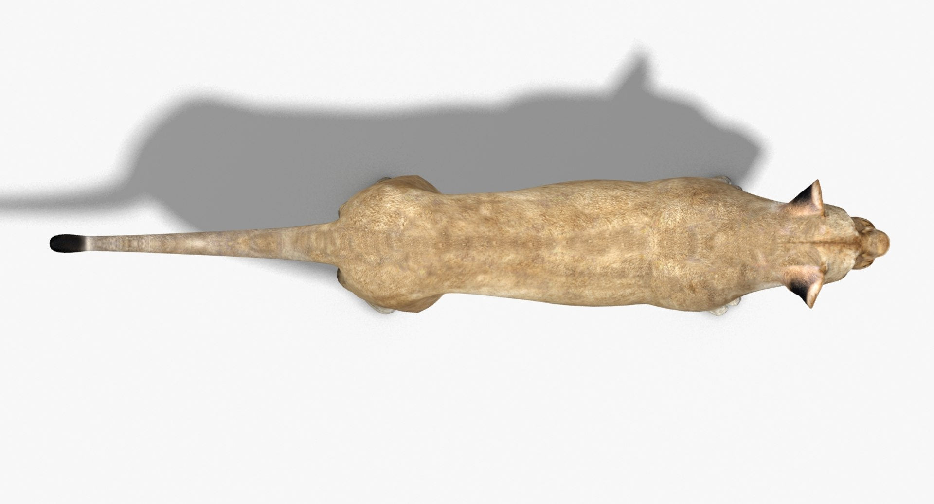 Lioness 3D Model Low Poly Top Vew