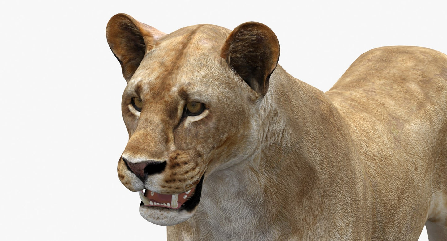 Lioness 3D Model Low Poly