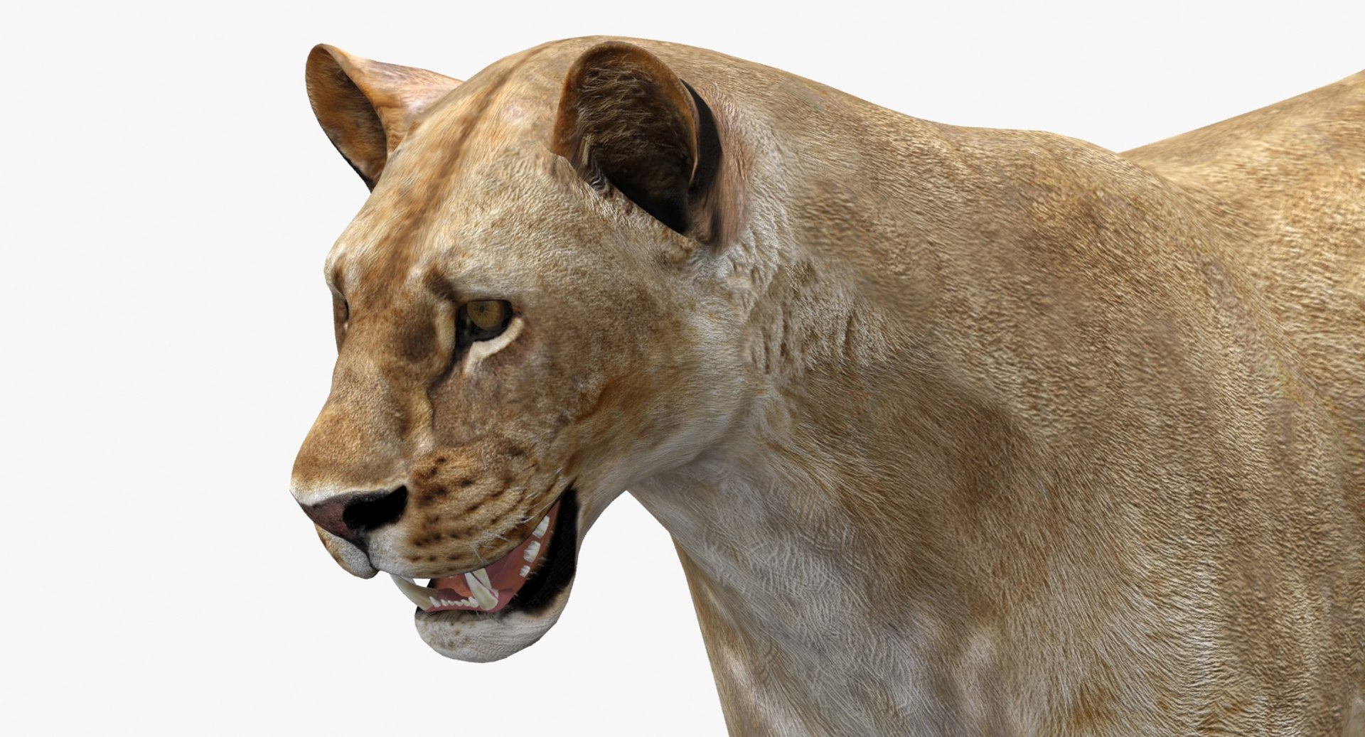 Lioness 3D Model Low Poly