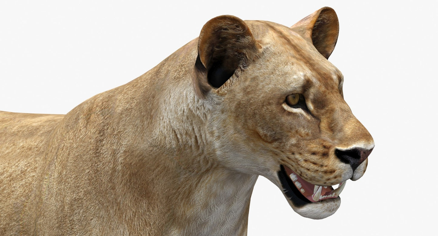Lioness 3D Model Low Poly