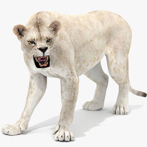 Rigged White Lioness 3D Model — Game-Ready Thumbnail