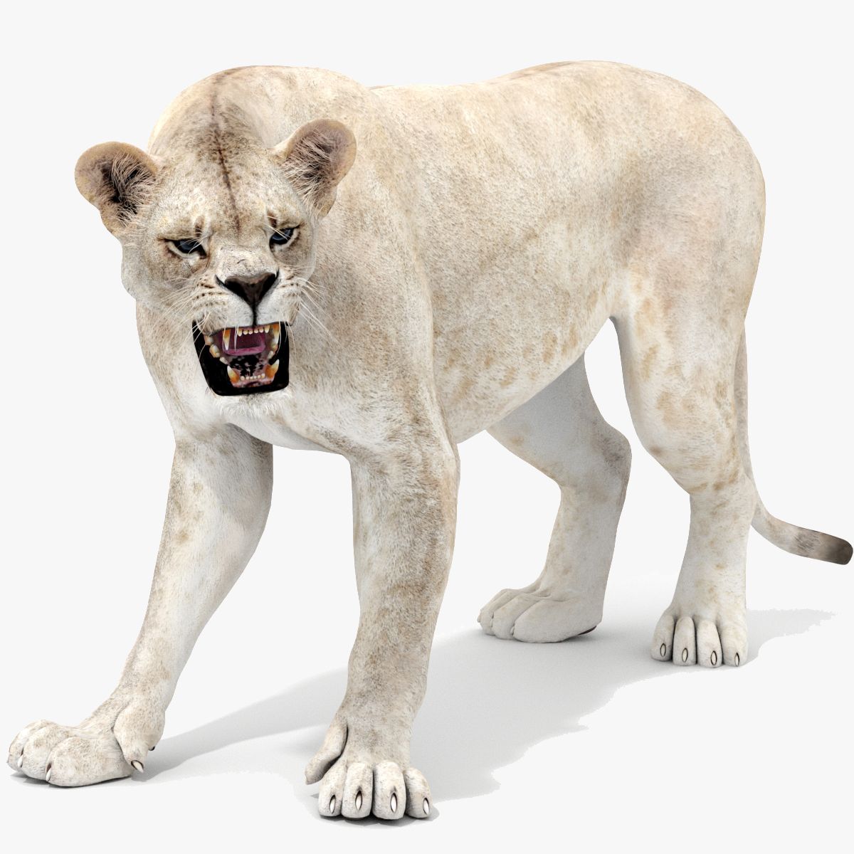 Rigged White Lioness 3D Model — Game-Ready