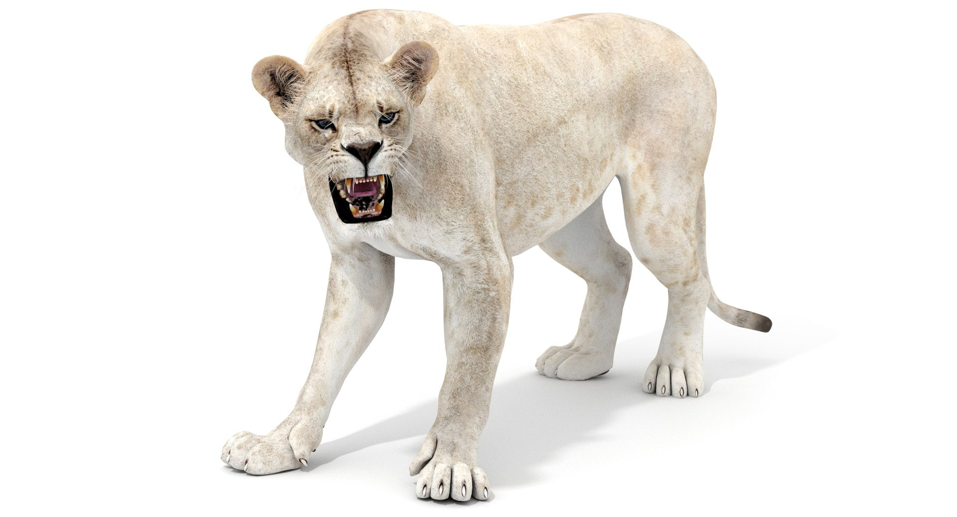 Rigged White Lioness 3D Model