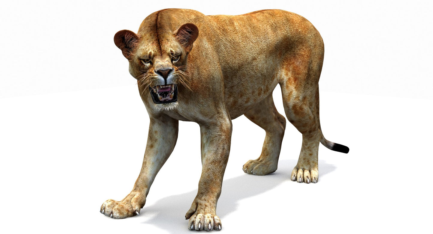 Lioness 3D Model Rigged
