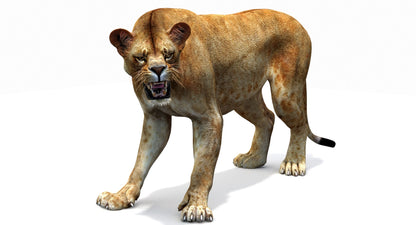 Lioness 3D Model Rigged