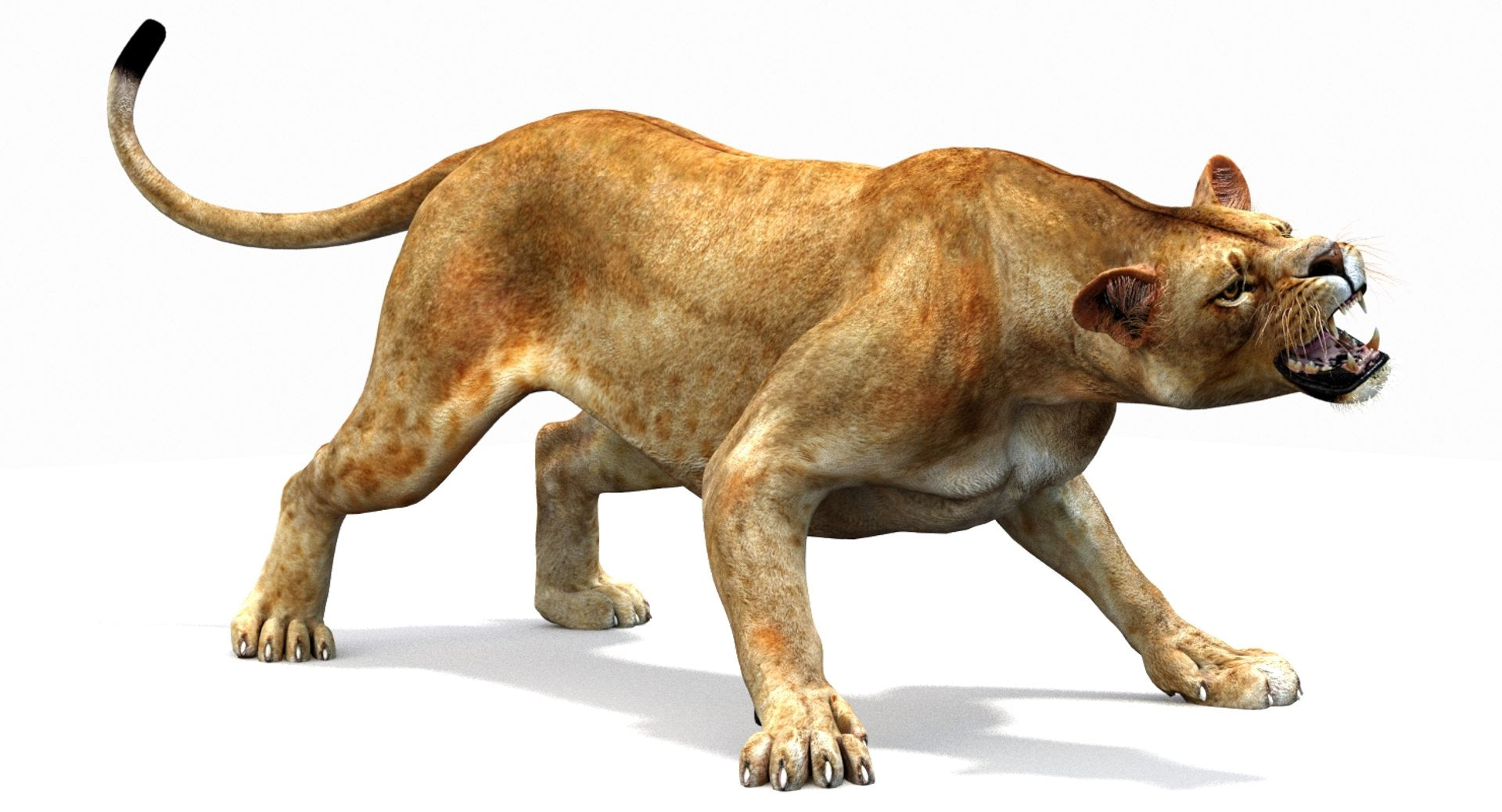 Lioness 3D Model Rigged