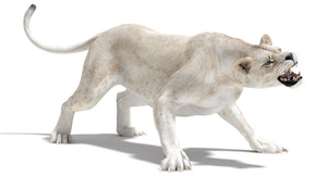 Rigged White Lioness 3D Model Thumbnail
