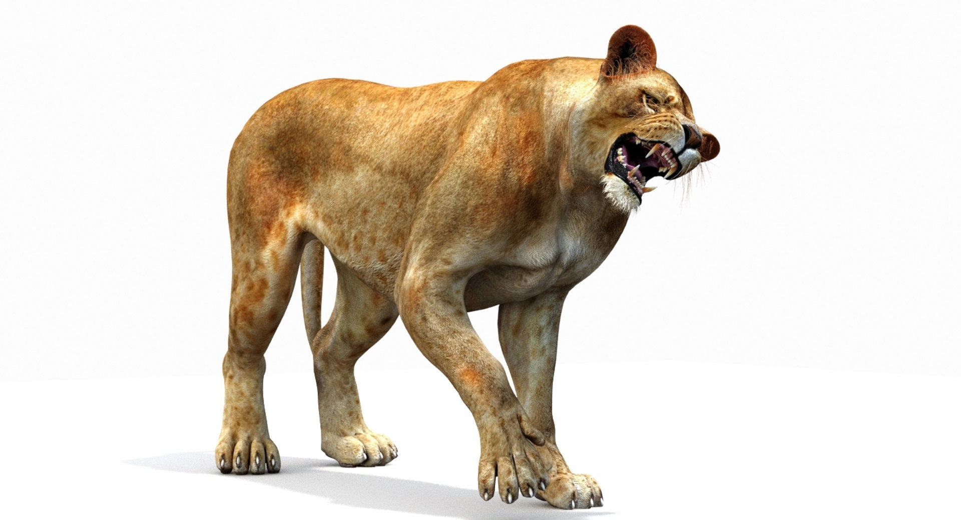 Lioness 3D Model Rigged