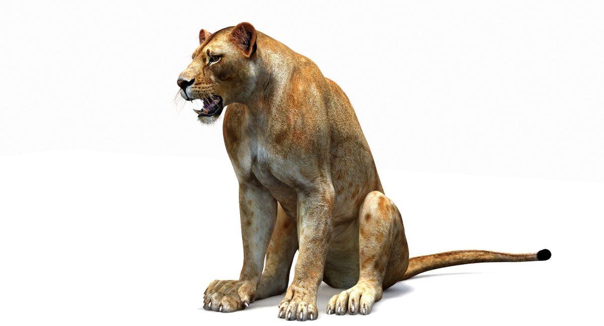 Lioness 3D Model — Rigged and Game-Ready
