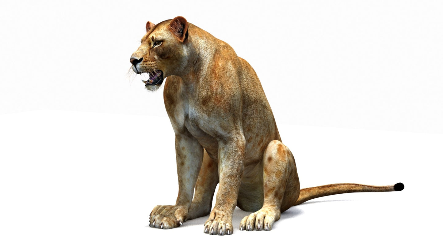 Lioness 3D Model Rigged